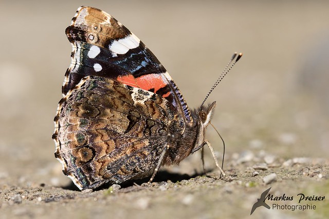 Admiral // red admiral