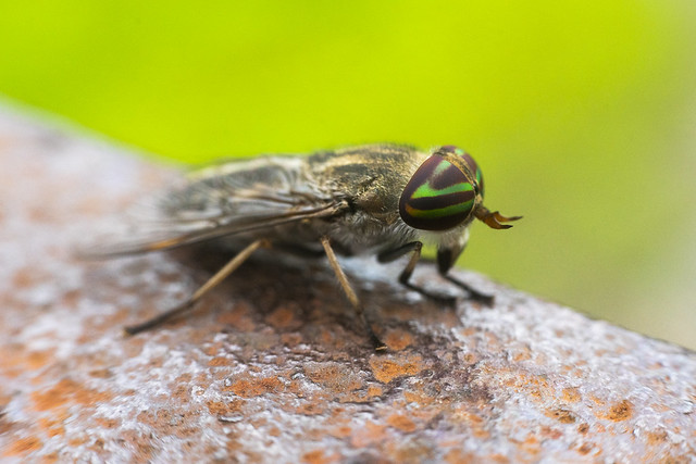 Striped Horse Fly
