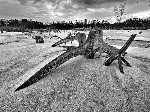 fort desoto beach roots tree sand rain graphic patterns low lowtide clouds dusk blackandwhite lines natural gulf landscape wood