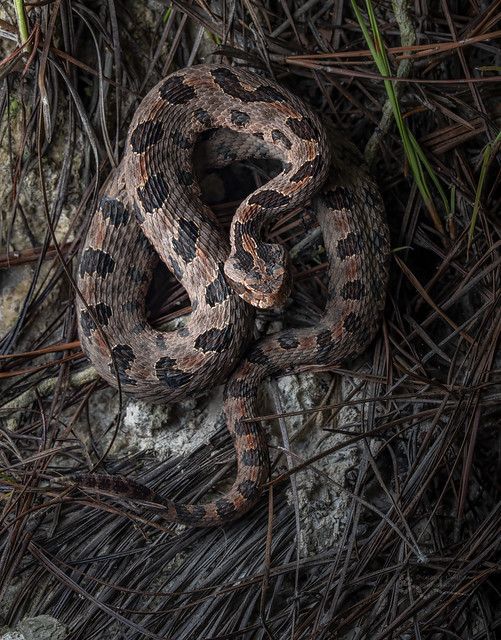 Carolina Pygmy Rattlesnake 2