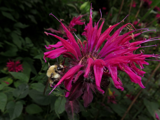 Bumble Bee Feeding On A Bee Balm Flower IMG_6236