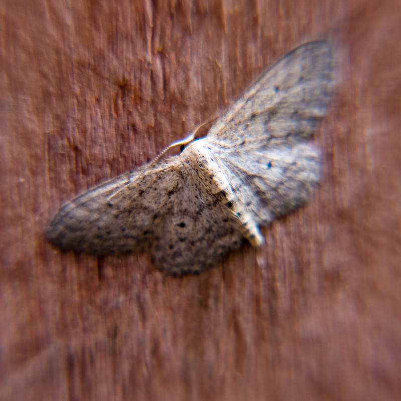 Small dusty wave moth