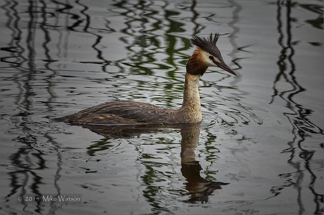 Great Crested Grebe Photographed on the Somerset Levels