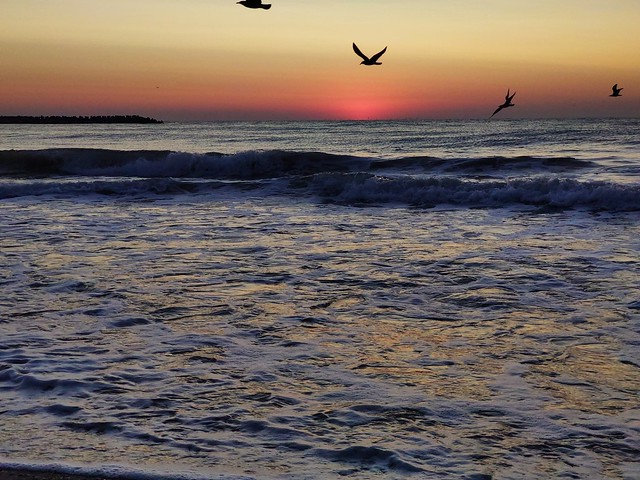 Seagulls at sunrise