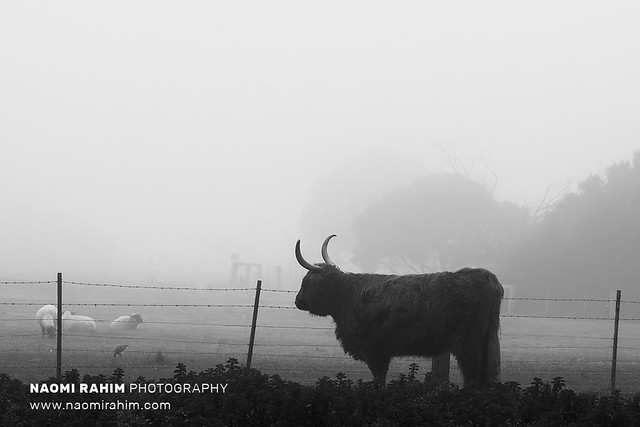 Scottish Highland Cow on a foggy day in Gippsland, Victoria, Australia