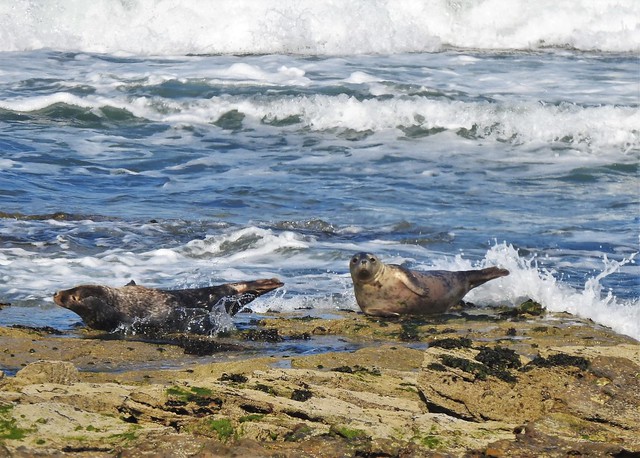Grey Seals Struggling to Get Ashore at St. Mary's