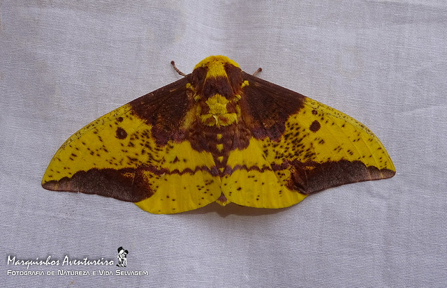 Eacles imperialis magnifica Walker, 1855 - macho (male)