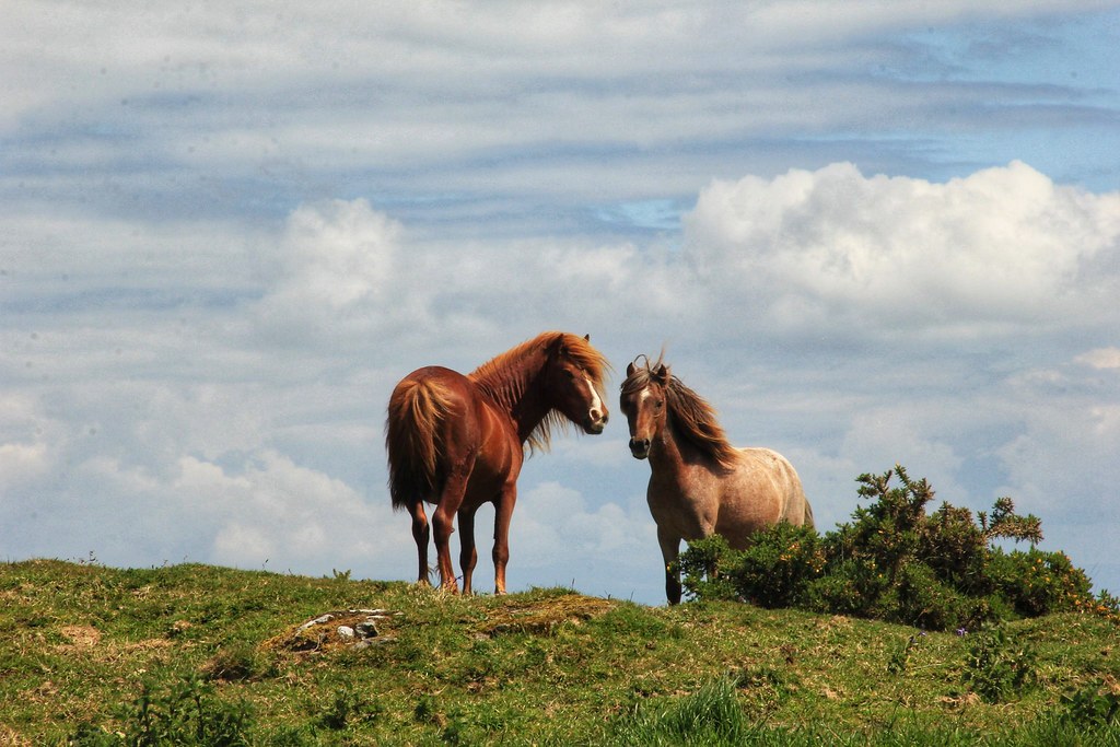 Horses, Mynydd y Graig, Llyn Peninsula