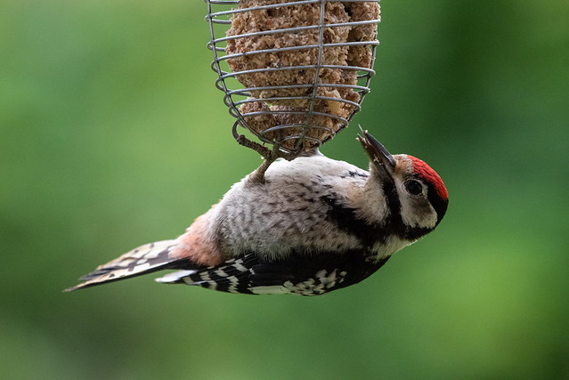 Junger Buntspecht / Juvenile spotted woodpecker