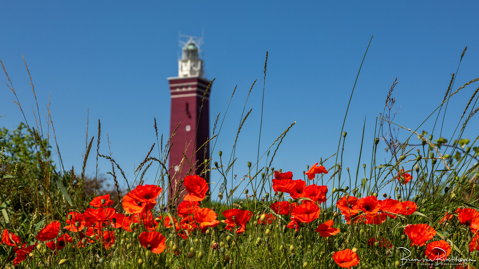 Poppies and Lighthouse