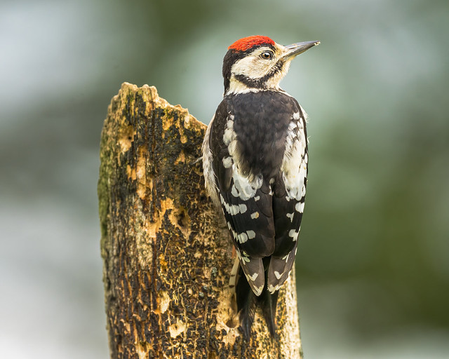 A juvenile great spotted woodpecker