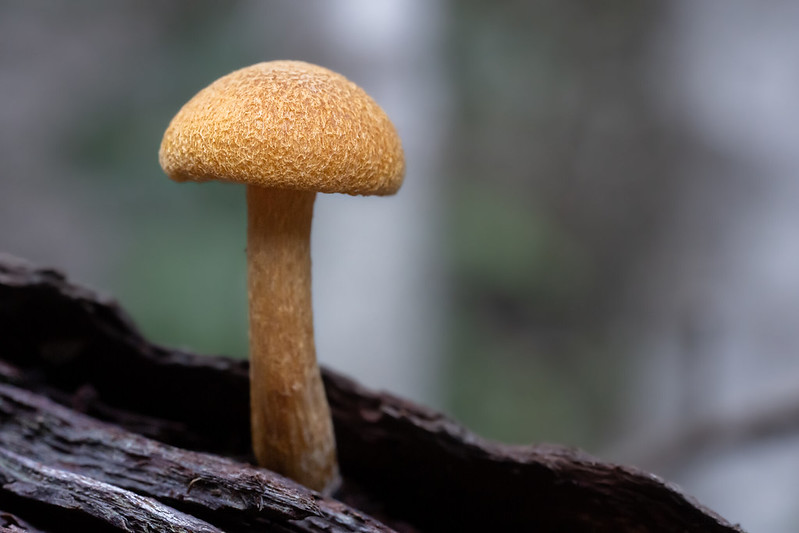 Australia - Central Coast - Little Mushroom