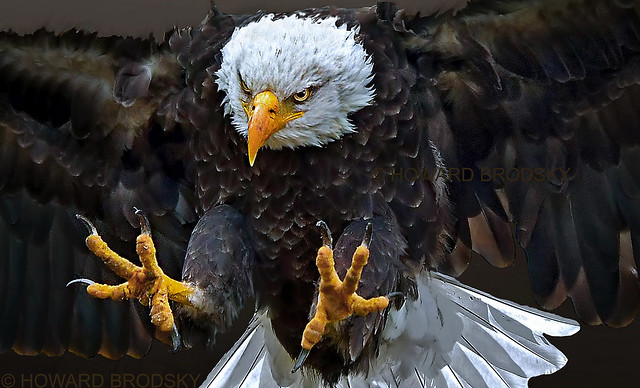 American Bald Eagle.....