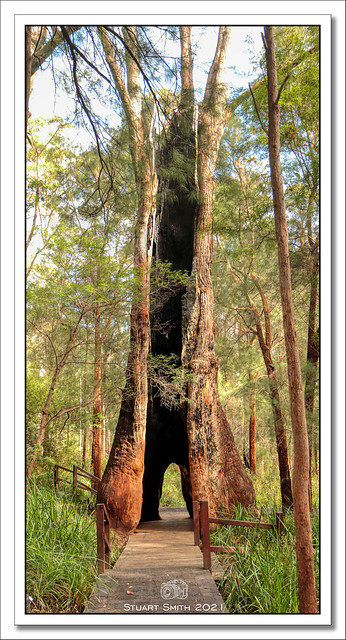 Tingle Tree, Ancient Empire Walk Trail, Tingledale, Walpole, Western Australia