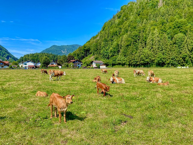 Cows on a pasture near Kiefersfelden in Bavaria, Germany