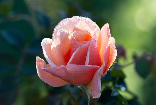 autumn rose scenttoremember ladynorwoodrosegarden sunrise dew illuminated wellington newzealand