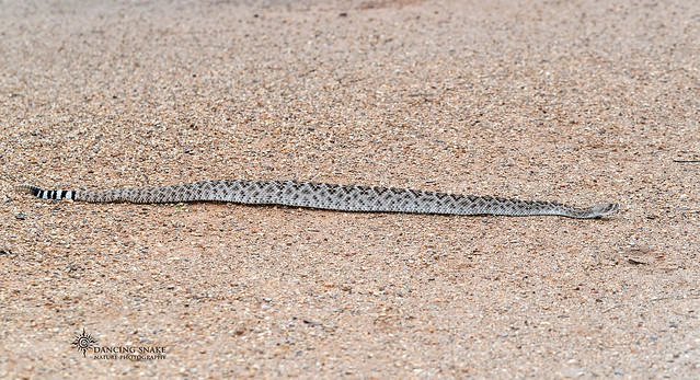 _11I6375 Western Diamondbacked Rattlesnake ©Dancing Snake Nature Photography