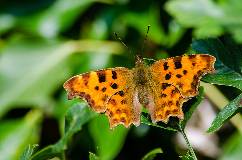 Comma butterfly, summer generation