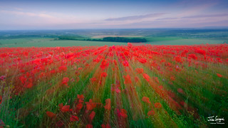Trundle Hill Poppies - South Downs National Park