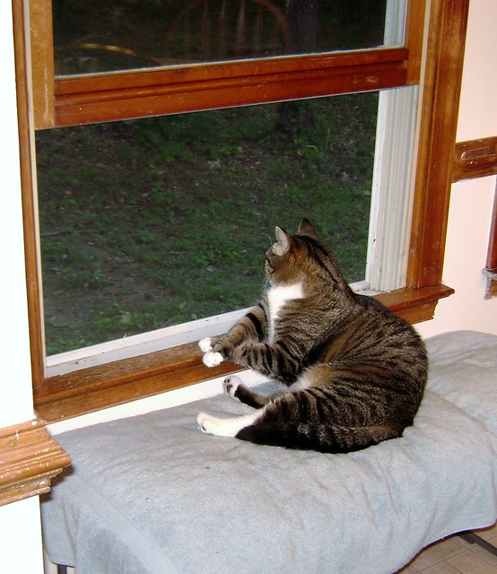 Cat Looking out a Window