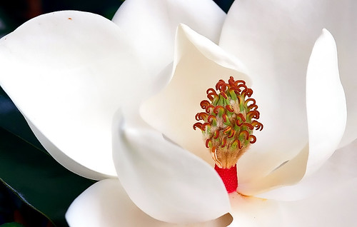 Cincinnati - Spring Grove Cemetery & Arboretum "Southern Magnolia - Flower" | by David Paul Ohmer