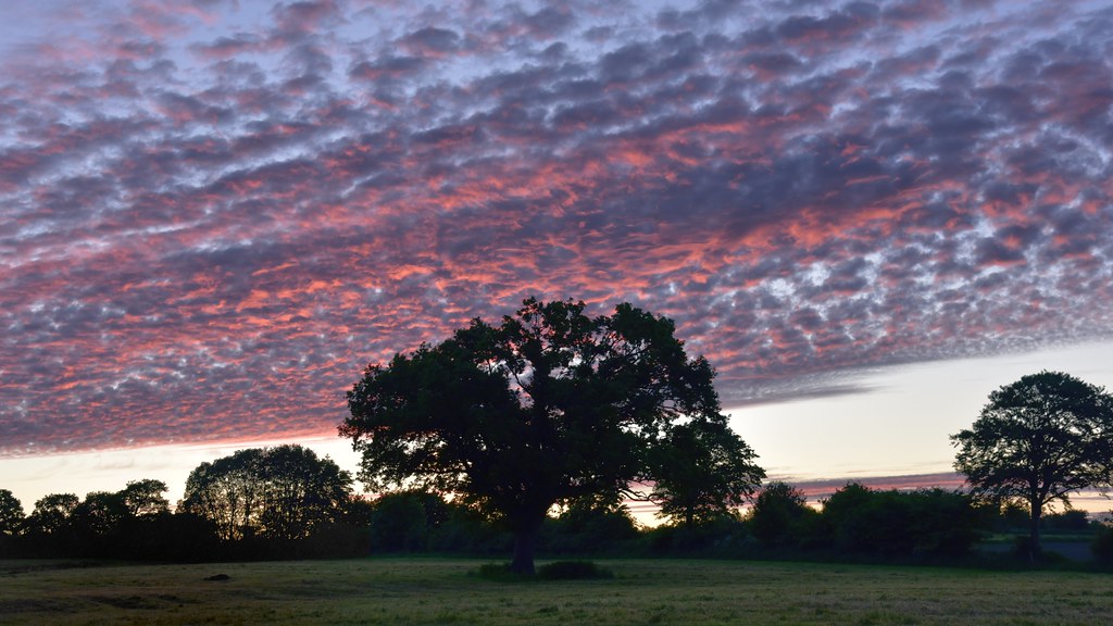 Morgenhimmel über der Klink-Eiche (Quercus robur) (1)