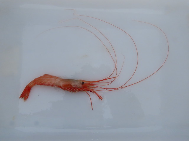 Sidestripe Shrimp (Pandalopsis dispar)