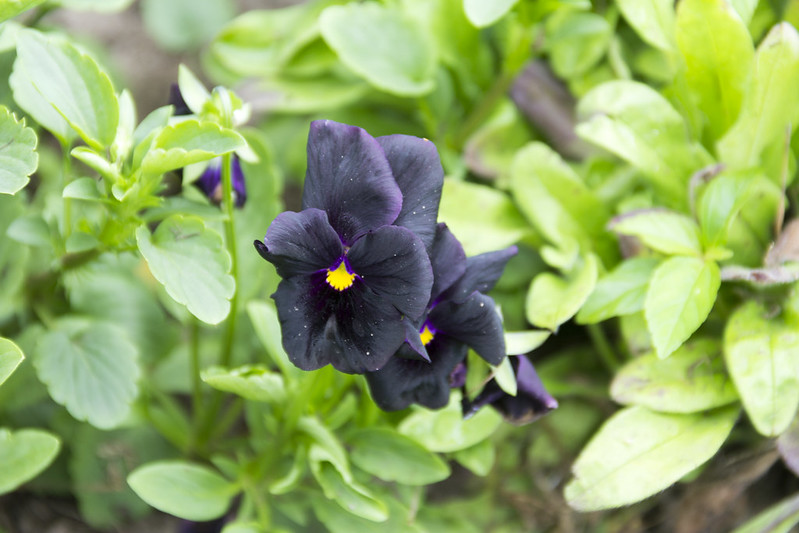 Анютины глазки / Viola tricolor