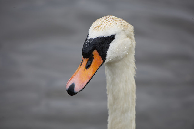 A majestic swan   IMG_6441