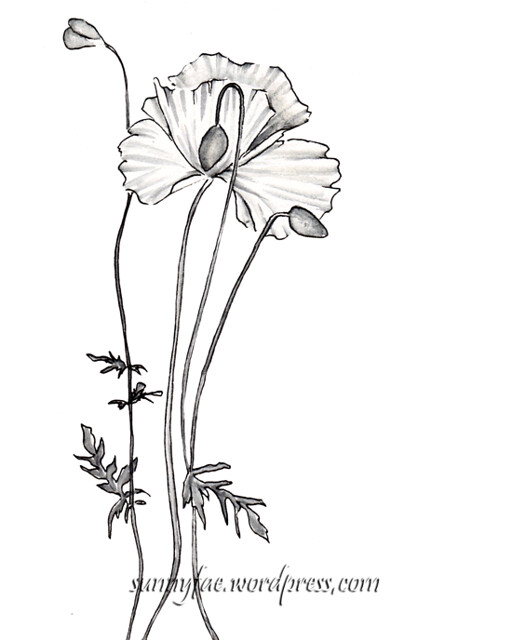 poppy ink drawing