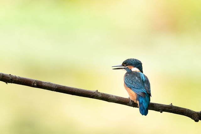 Martin pêcheur juvenile kingfisher queenfisher.