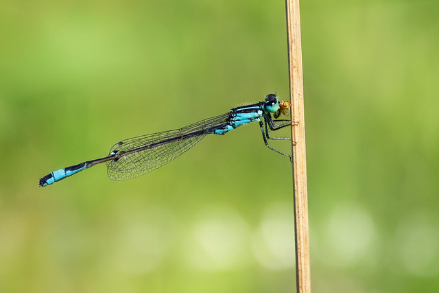 Blue-tailed Damsel with Prey