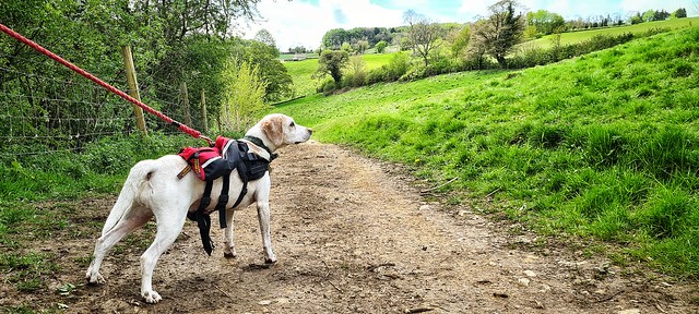 Kimber in the Cotswolds