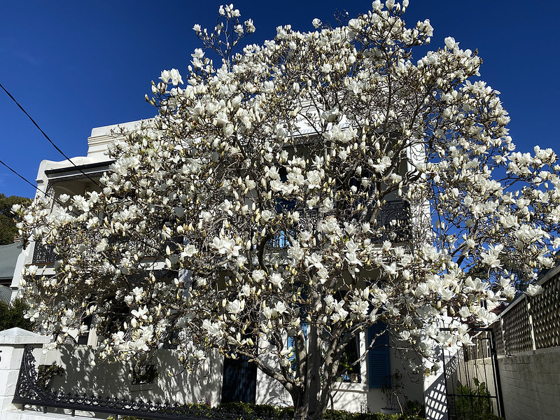Midwinter magnolia