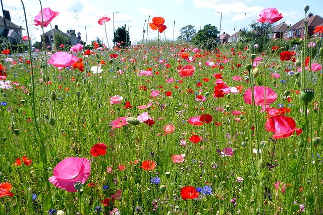 Rotherham's wild flowers..