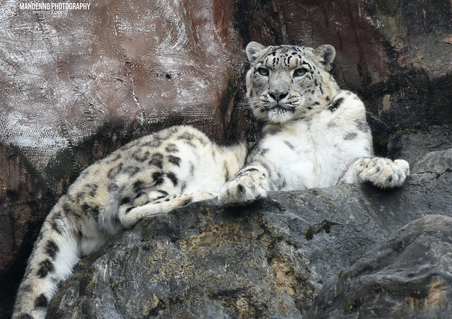 Snowleopard - Zoo Koln