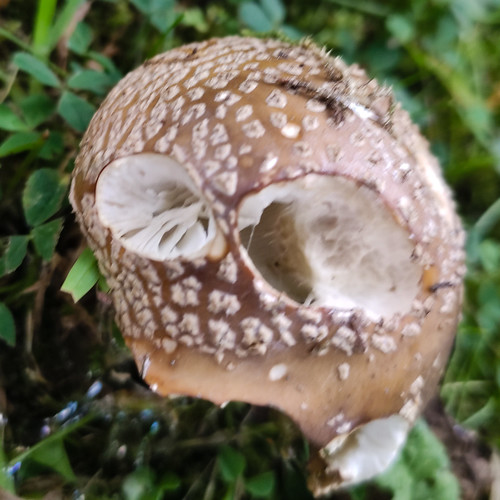 Grey spotted amanitas on a lawn