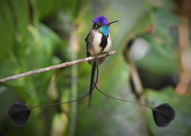 Birding Photography on Northern Peru Birding Route