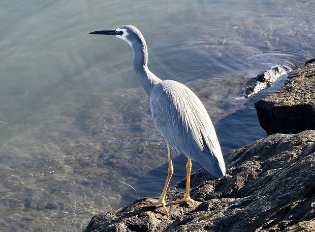 White-faced Heron on the banks of the Barwon River
