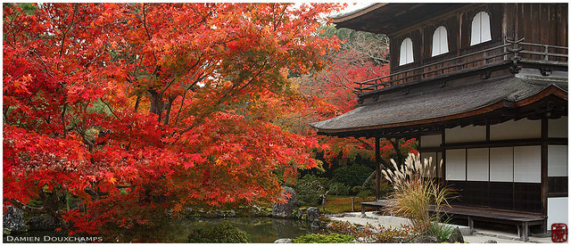 Fiery autumn colors in Ginkaku-ji temple, Kyoto, Japan