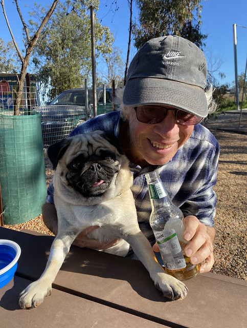 Outback pug drinks beer