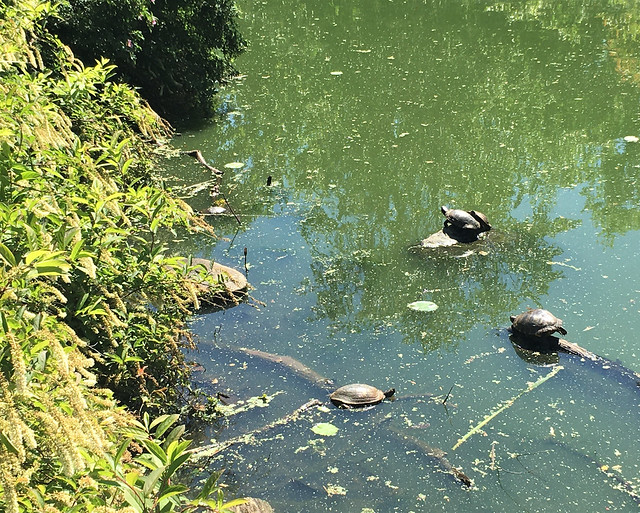 Turtles in Water