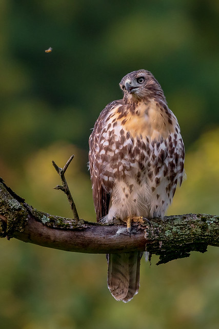 Fledgling Red-tailed Hawk
