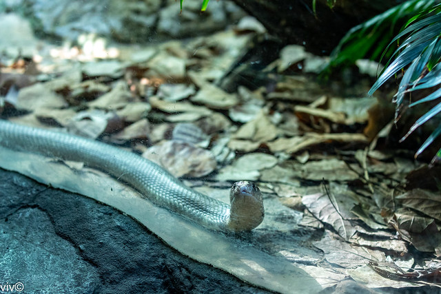 Venomous King Cobra sizing up the visitors, luckily from the safety of a rather dirty glass panel
