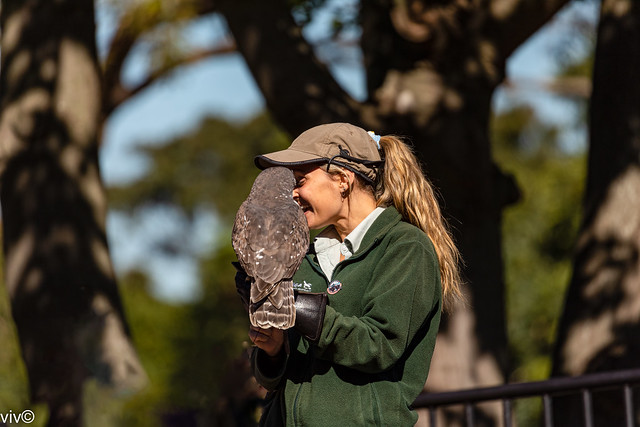 The largest Australian owl, the Powerful Owl sits calmly on handler's arm awaiting a food incentive to perform the next command