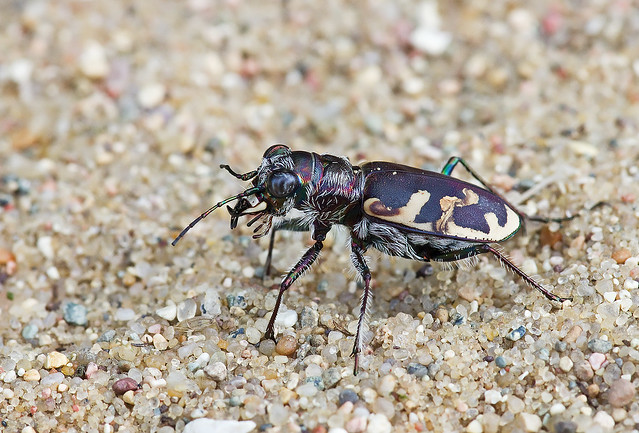 Big Sand Tiger Beetle (Cicindela formosa generosa)