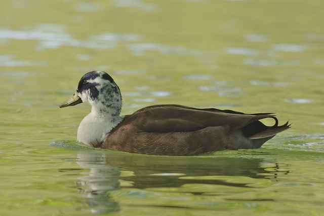 Male Mallard Duck - Anas platyrhynchos