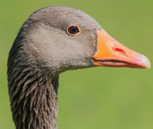GreyLag Goose Profile