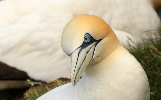 Gannets ( 1 of 5)