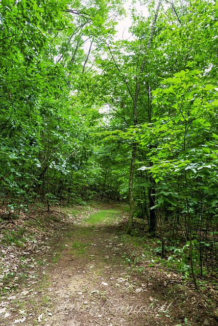 Lower Ridge Trail Foliage, 2021.07.10
